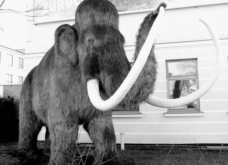 Será un híbrido entre un elefante y un mamut realizado con edición genética. Foto: Cortesía
