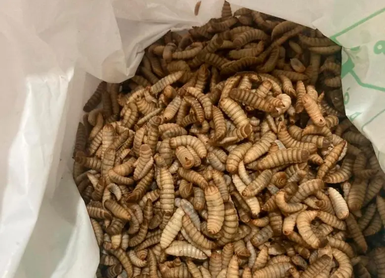 Estas son las larvas de la mosca soldado negra, criadas con residuos orgánicos. FOTO cortesía José Édgar Zapata Montoya