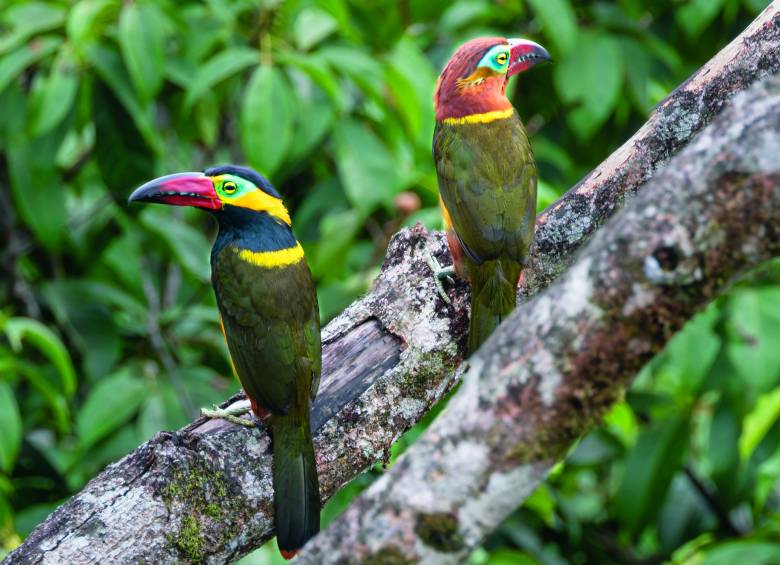 Una tucaneta de la Amazonía, difícil de fotografiar. FOTO Instagram r_gaviria