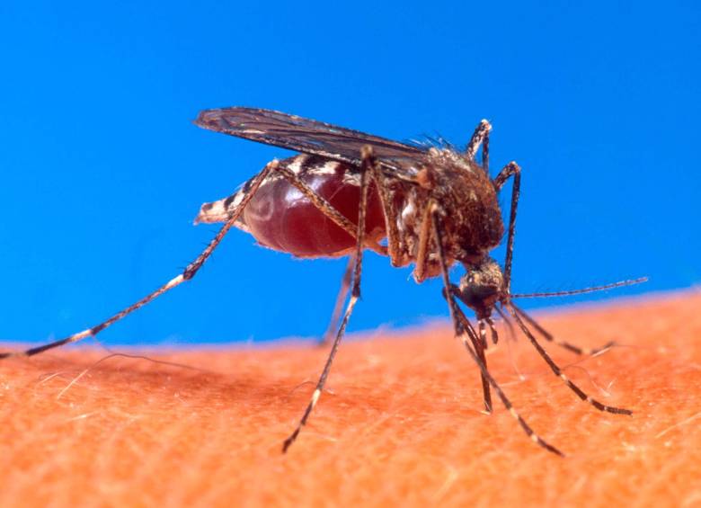 El mosquito denominado Aedes aegypti es el que trasmite el dengue. FOTO: (Colprensa-La Patria)