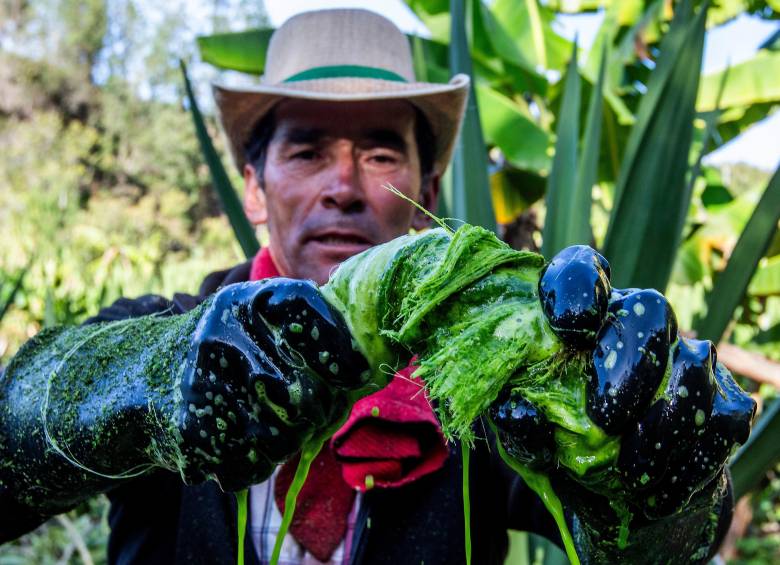 La fibra que se extrae de las pencas del fique es apenas el 4% del beneficio total de la planta. El 96% es bagazo y jugo, aprovechable en su totalidad para fertilizantes, abonos y hasta para producir jabones. FOTO julio herrera