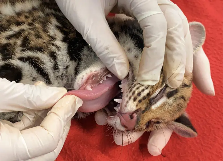 La pequeña ocelote mostró señales aptas para ser reintegrada a la fauna silvestre. FOTO: Cortesía Área Metropolitana