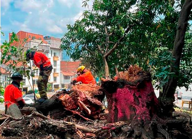 Este es el árbol que causó el accidente en el que murió el policía en Laureles. FOTO: SINDY VALLE