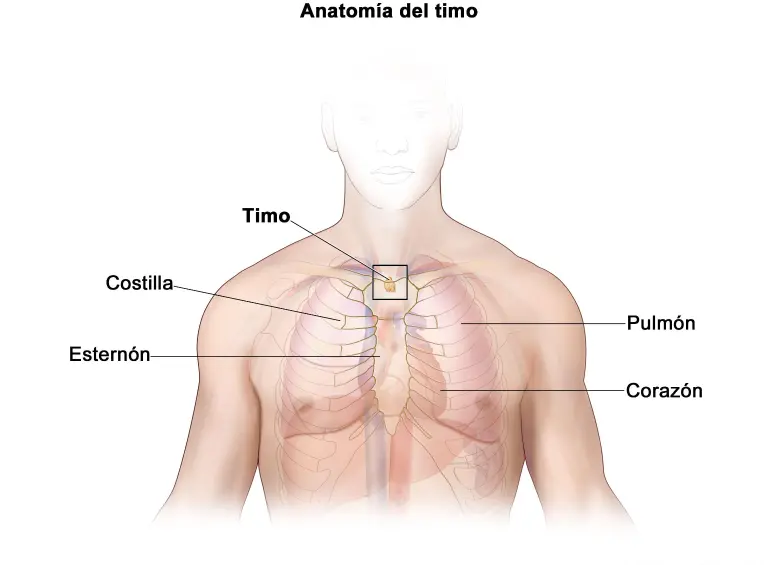 Tres científicos ganan el Nobel de Medicina por investigación sobre el sistema inmunitario