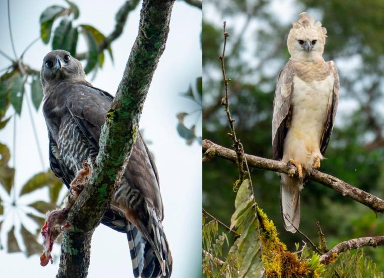 A la izquierda águila arpía menor, a la derecha águila arpía. Foto Cortesía Proyecto Grandes Rapaces Colombia. 