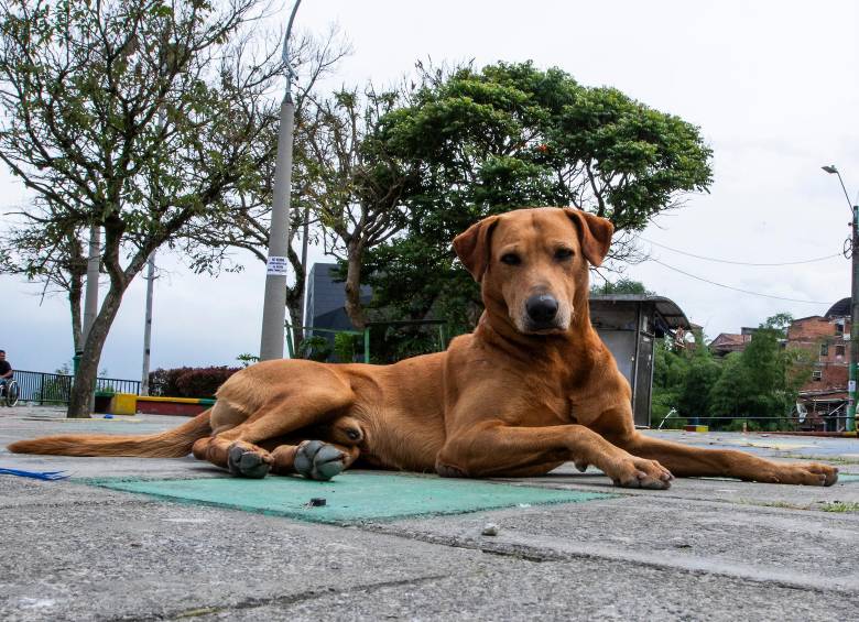 No solo tienen una vida más corta, sino que los perros grandes también son más propensos a muchas enfermedades asociadas a la edad. Foto: EL COLOMBIANO.