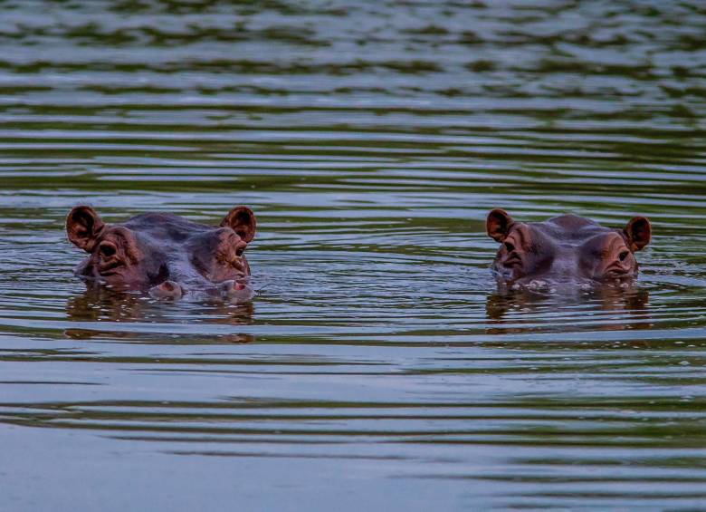 Los hipopótamos del Magdalena Medio se han convertido en un verdadero problema ambiental y social, pues además de que son una especie que altera el ecosistema, su reproducción endogámica los puede enfermar y mutar. Foto: Camilo Suárez