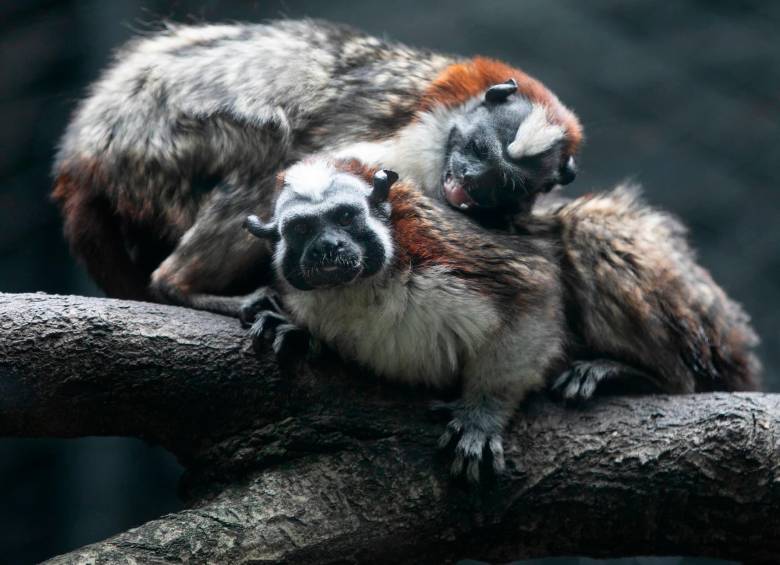 El mono aullador es uno de los más de 520 animales que hay en el Parque de la Conservación, en Medellín. FOTO: Horus Thor