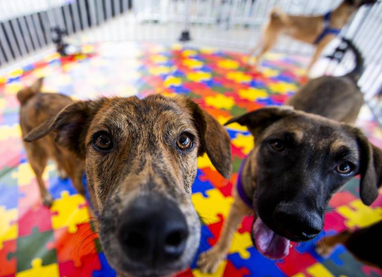Diversos estudios sugieren que convivir con mascotas, especialmente perros, puede estar asociado con beneficios para la salud física y mental. FOTO Julio César Herrera