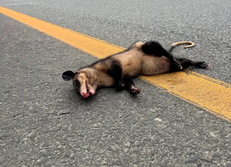 En apenas un mes de operación, el nuevo tramo de la vía al mar entre Vegachí y Remedios se llenó de animales muertos