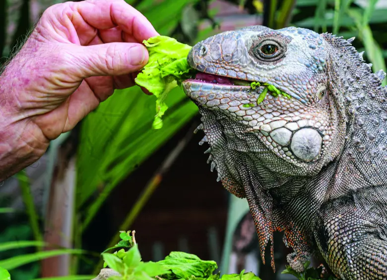 Guillermo: el ‘papá’ de las iguanas que encontraron casa en Medellín