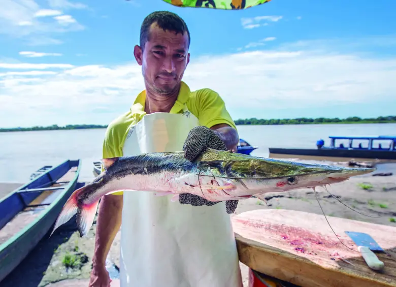 Descripción: Pescadores tradicionales de Puerto Berrío están felices con la subienda de pescado. Fecha de evento: 21/08/2023. Foto: Esneyder Gutiérrez