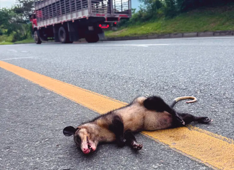 Corantioquia recibió más de 160 reportes de atropellamientos en 2025. Las vías de la Costa son autopistas de la muerte para la fauna. FOTO: CORANTIOQUIA