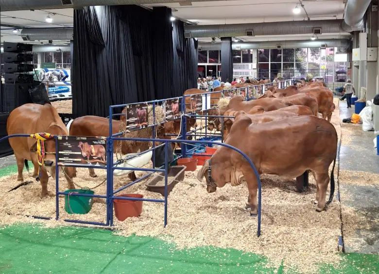 Expo Agrofuturo 2025 reúne en Medellín a más de 350 empresas para mostrar las últimas tendencias e innovaciones del agro colombiano. FOTO: Ferney Arias