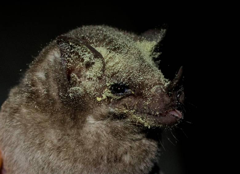 Pérdida de bosques podría acabar con murciélagos 