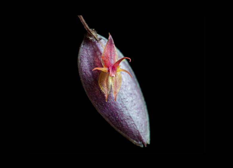Detalle de la flor de Lepanthes nasariana, una orquídea descrita recientemente para la ciencia y cuya supervivencia depende de microhábitats altoandinos. FOTOS cortesía