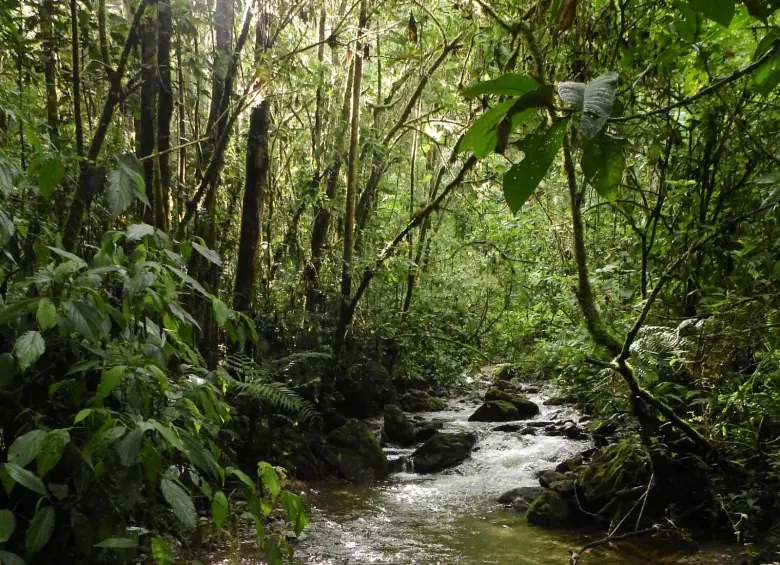 Con el pago por servicios ambientales el Distrito busca impulsar la preservación de los ríos y quebradas. FOTO: Cortesía Alcaldía