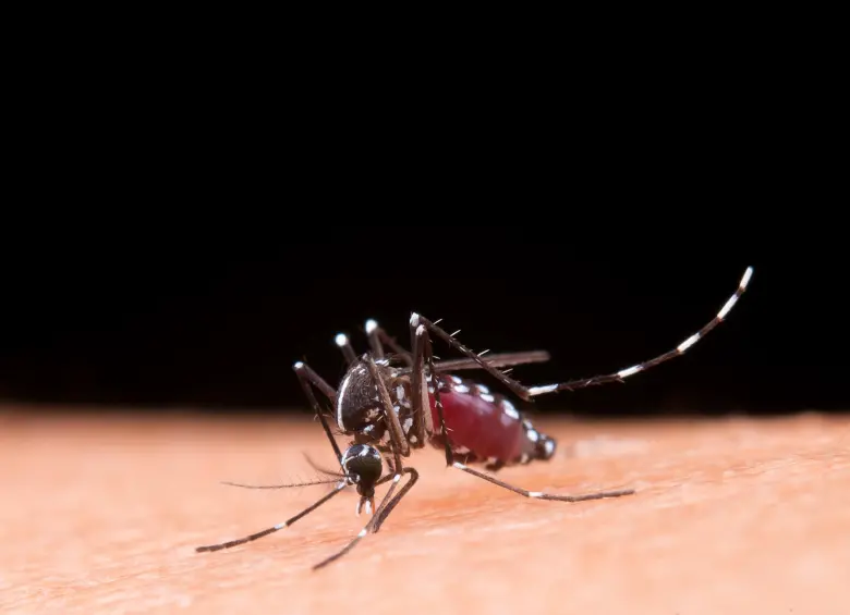 Los mosquitos pueden trasmitir diversas enfermedades, entre las más comunes se encuentran, el dengue, el Zika, el chikungunya, la fiebre amarilla, la malaria y el virus del Nilo Occidental. Imagen, tomada de Freepik.