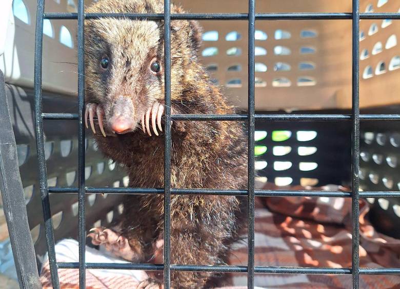 En la imagen una cría de coatí que perdió a su madre y fue rescatada tras ser atacada por perros en el Norte de Antioquia. FOTO: CORANTIOQUIA