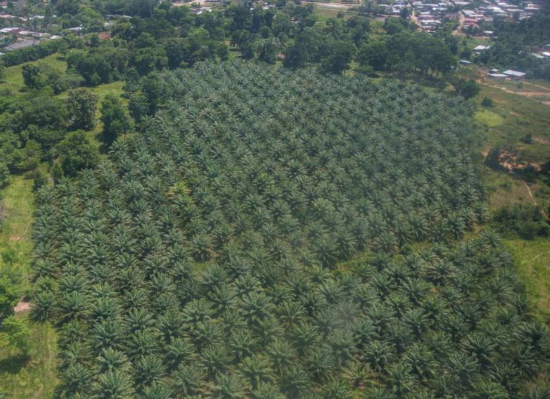 La palma de aceite ha sido usada en Colombia como alternativa a los cultivos ilícitos. FOTO: JULIO CÉSAR HERRERA.