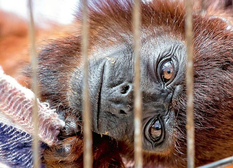 Este bello mono aullador rojo, cuya distribución natural es más cerca al Magdalena Medio, apareció en el Oriente en un operativo. Ahora espera un milagro para tener una segunda oportunidad. FOTO Jaime Pérez