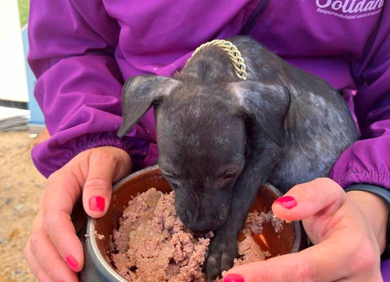 Perrito atendido en una de las jornadas previas de la Ruta Nacional Gabrica Solidaria. FOTO cortesía 
