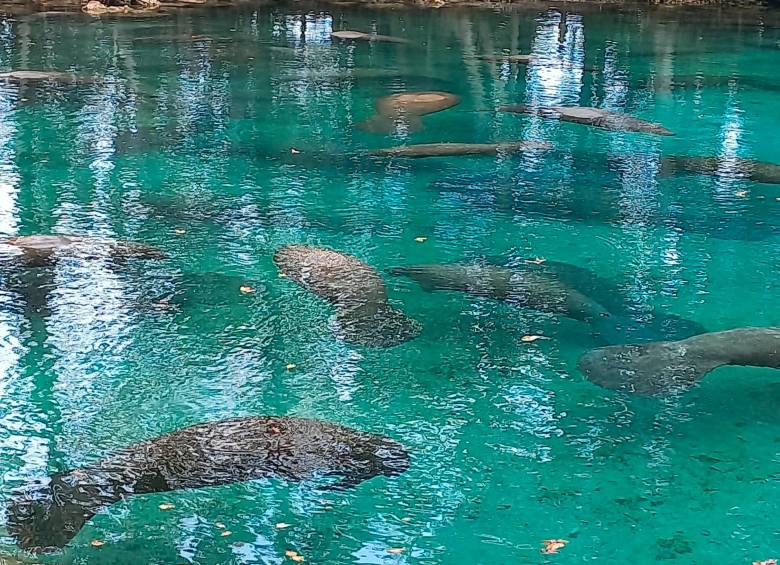 Refugios de animales, otra cara del turismo en Crystal River y Homosassa