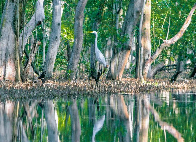 El singular estuario del Golfo de Urabá, con sus bosques de manglar, es fascinante y todavía inabarcable. Entre el Caribe Sur y Nicaragua no existe nada parecido a este ecosistema biodiverso. FOTO juan antonio sánchez