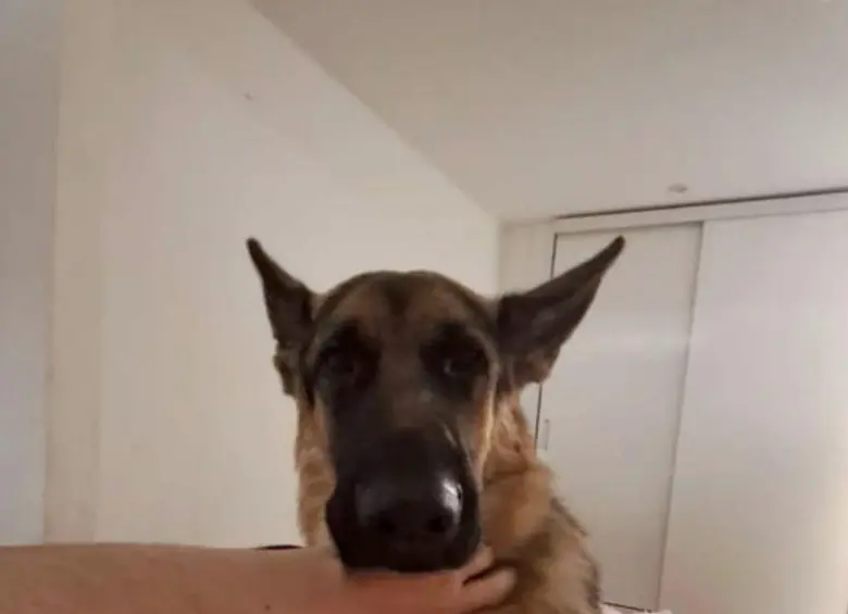 Él es el perrito Rommy. FOTO: Fiscalía General de la Nación