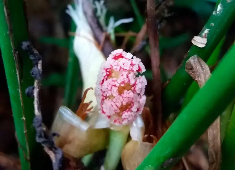 Esta es una de las nueva especies descubiertas del género Dicranopygium. FOTO: Universidad CES