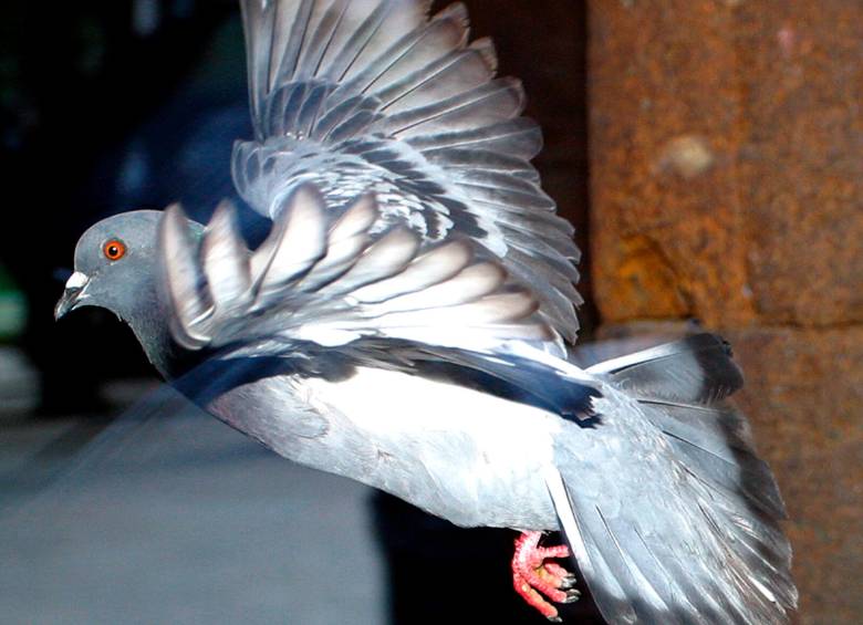 Otras dos palomas habían sido detenidas anteriormente por la autoridades de la India. En 2010 y en 2016. Foto El Colombiano. 