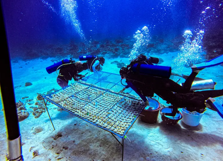 Fragmentos de coral adheridos a “galletas” de vidrio reciclado y cemento, en una guardería submarina en San Andrés. FOTOS cortesía