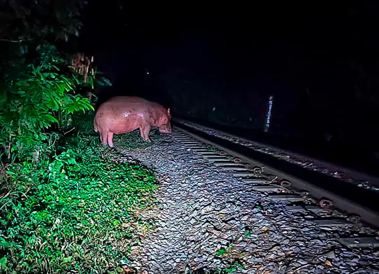 Hace una semana un hipopótamo cruzó por la carrilera del tren que lleva carga entre La Dorada y Santa Marta. FOTO CORTESÍA