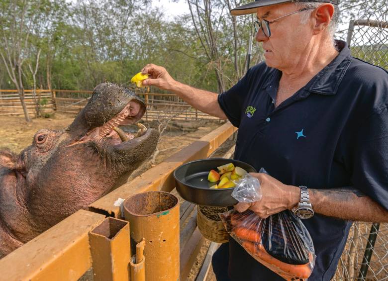 Zazueta fue quien propuso llevar los hipopótamos de Doradal a México y la India. FOTO Getty