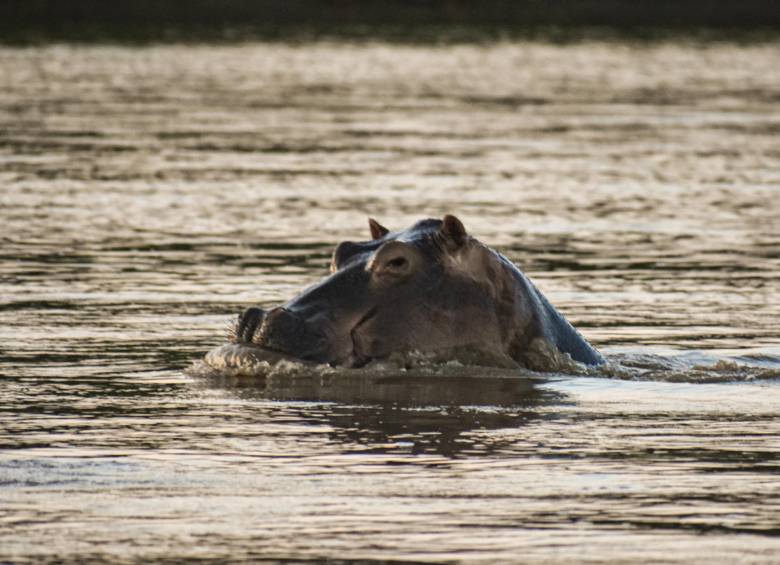Hipopótamo en el sol. Foto: Cristina Rodríguez. 