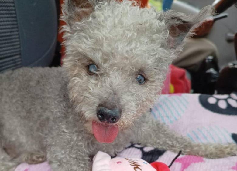 Adiós a Lola, la perrita taxista; termina una historia de amor canino