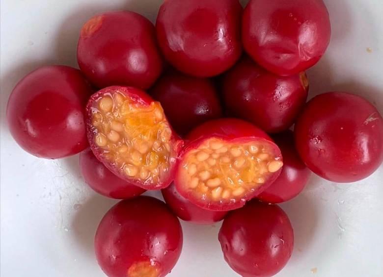 Guinda, uchuva colorada, mancadera (Solanum sisymbrifolium). Esta fruta nativa de Suramérica se desarrolla principalmente en climas templados a frios; en Colombia está reportada en los departamentos de Antioquia, Boyacá, Cauca, Cundinamarca, Huila, Nariño, Santander, Tolima y Valle. Foto e información de @frutas_colombianas 