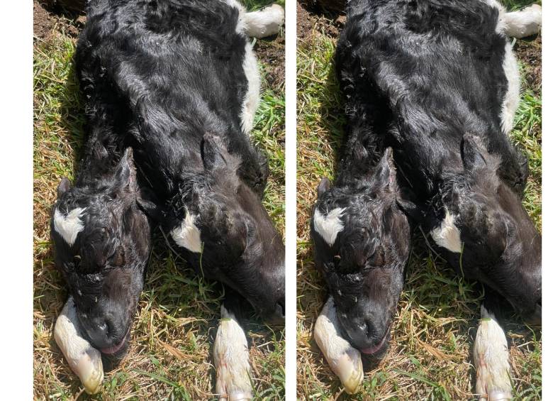 Según el testimonio de una de las propietarias de la finca, la ternera nació viva pero a los cinco minutos murió. Foto: Cortesía