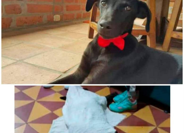 El animal fue trasladado a un centro veterinario, pero ya había muerto. FOTOS CORTESÍA.
