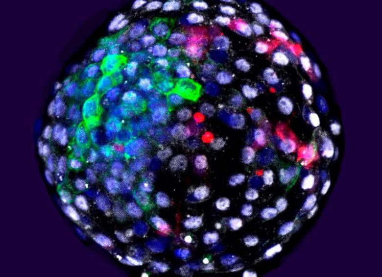 Un embrión con células de mono y humano. FOTO Universidad de Ciencia y Tecnología de Kunming