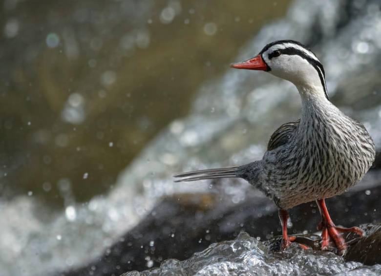 El pato de torrentes se encuentra en el Río Piedras entre La Ceja y La Unión, Oriente antioqueño. FOTO: Cortesía Nicolás Echeverri