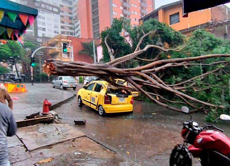 En 2023 van 107 árboles caídos en Medellín, ¿quién responde?