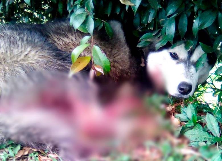 El animal fue encontrado gravemente herido en la vía Medellín - Bogotá. 