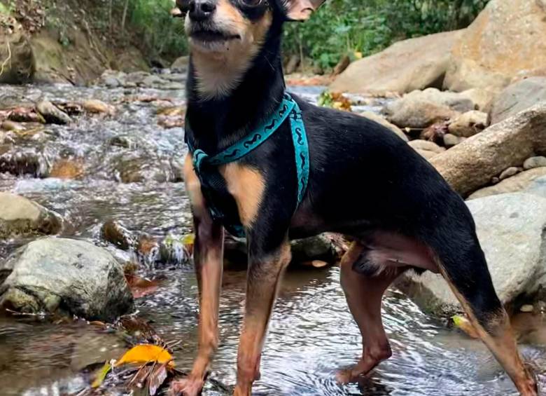 Marcelo, el ‘dóberman bonsái’: la historia de un perro que sorprendió a su dueño
