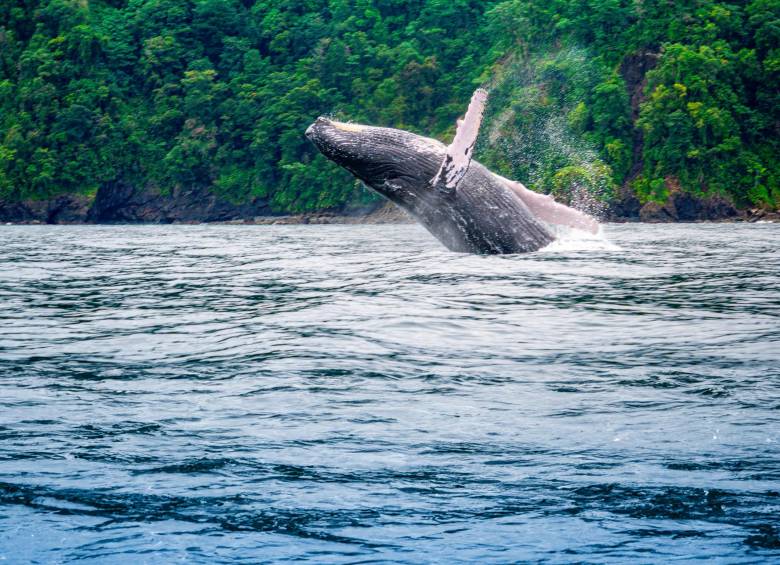 El avistamiento de las ballenas jorobadas es uno de los mayores atractivos del viaje a Nuquí. Foto: Cortesía