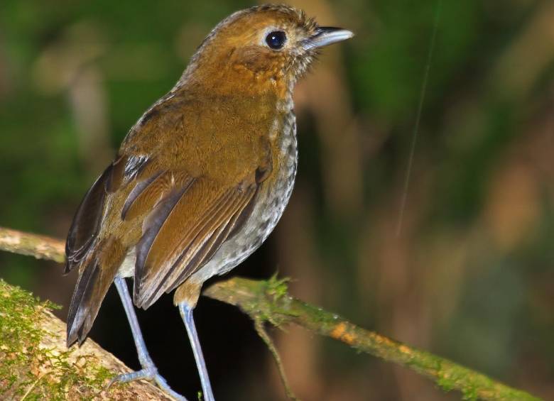 El Tororoí tiene como nombre científico: Grallaria urraoensis. Grallaria por sus piernas largas y su cola corta, y urraoensis, el gentilicio en latín de los habitantes de Urrao, Antioquia. Foto: Nigel Voaden.
