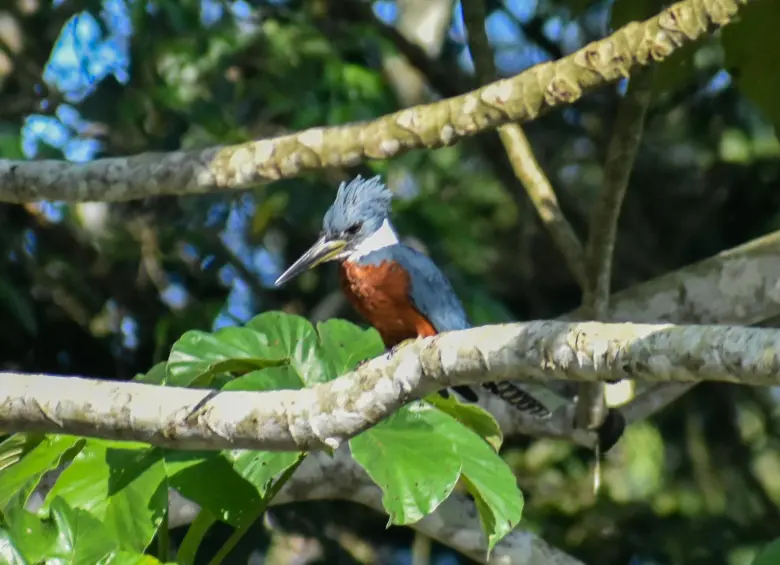 Martin pescador anillado. Foto: Club de los Perdidos.