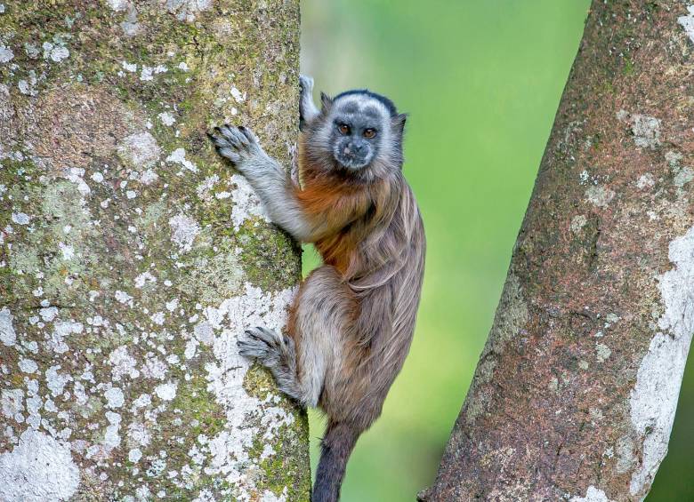 En los últimos 10 años el Área Metropolitana ha reducido en un 30 % el tráfico ilegal de especies. FOTO: El Colombiano. 