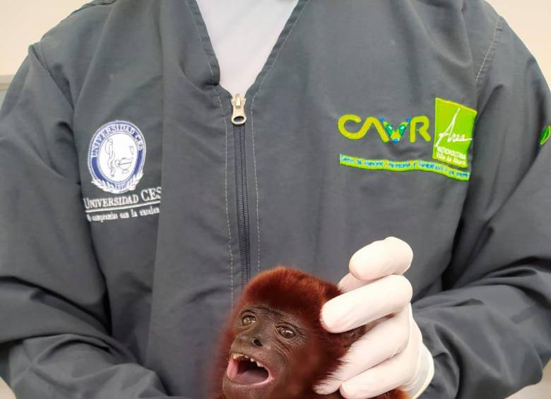 El animal deberá pasar por un largo proceso de rehabilitación antes de ser liberado en su hábitat natural. FOTO: CORTESÍA