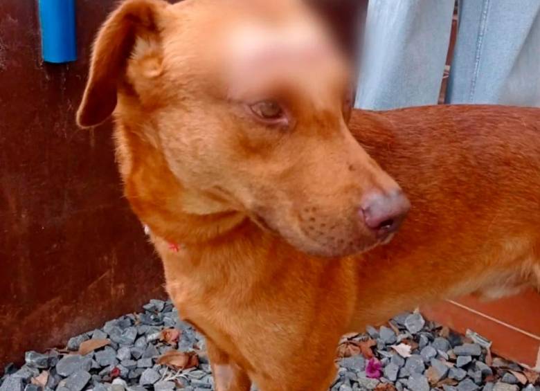 Guardián fue la víctima de este nuevo aberrante caso de maltrato animal. FOTO: CORTESÍA